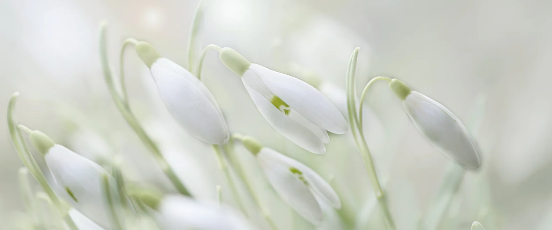 Zarte Blüten im Feld