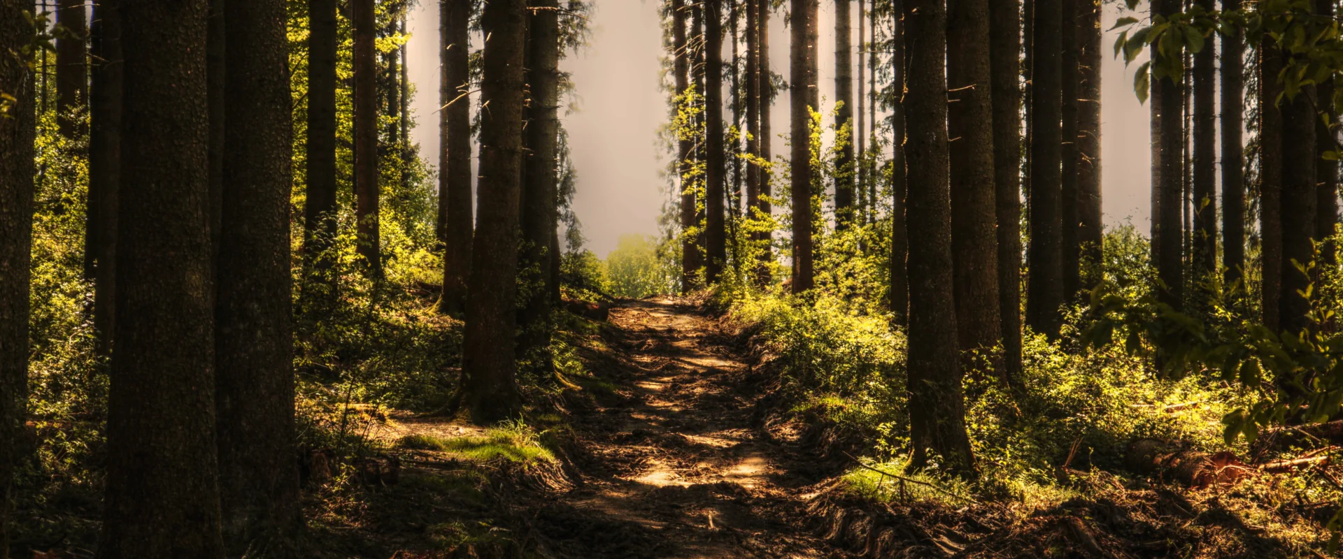 Heimischer Wald lädt zum Spaziergang ein